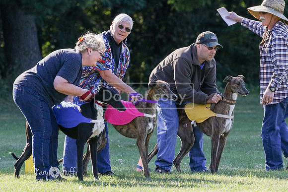 MCH71811 Seger, Dave, Buck