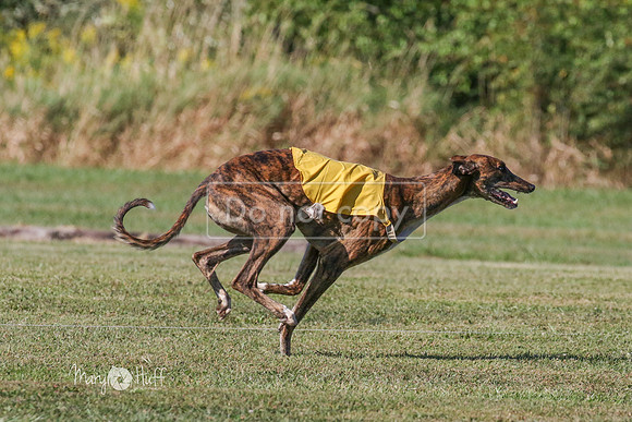 MCH71824 Seger, Dave, Buck