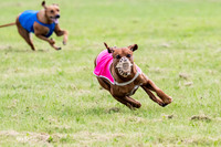 Rhodesian Ridgeback