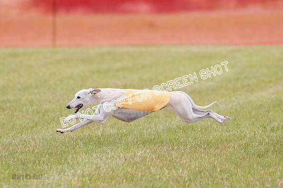 Final Vet 1 Seven Della Winnie-8640