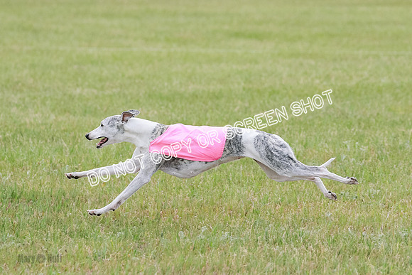 Final Vet 1 Seven Della Winnie-8654