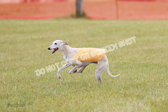 Final Vet 1 Seven Della Winnie-8643