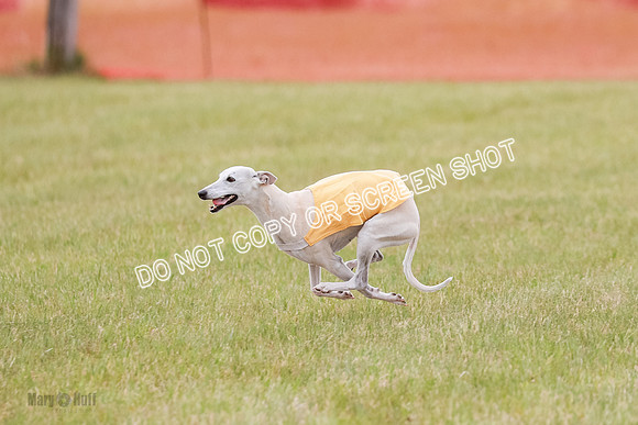 Final Vet 1 Seven Della Winnie-8642