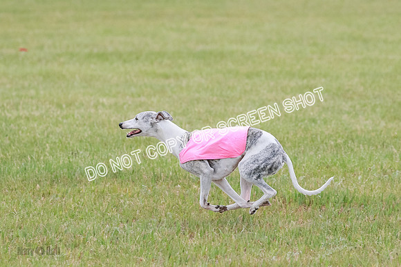 Final Vet 1 Seven Della Winnie-8656