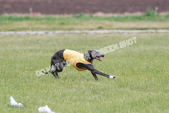 Final Open 2 Sting Jordan Rocky-8226