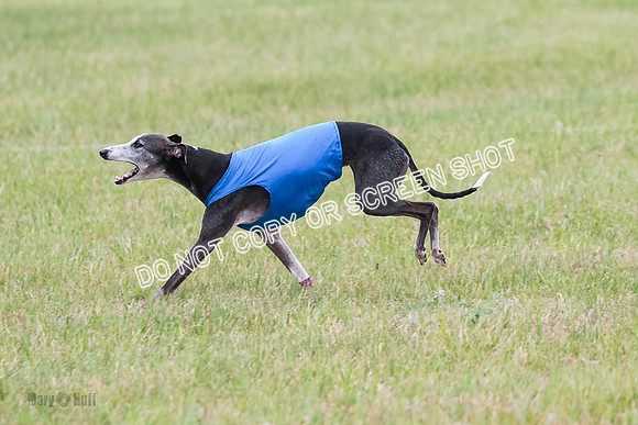 Final Vet 1 Seven Della Winnie-8652