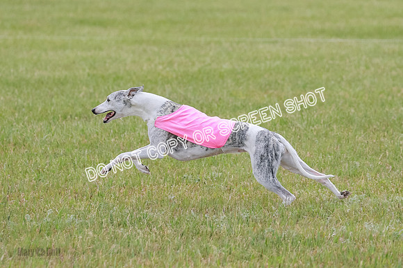 Final Vet 1 Seven Della Winnie-8653