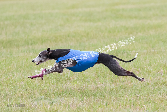 Final Vet 1 Seven Della Winnie-8651