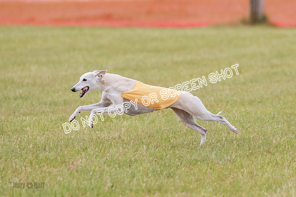 Final Vet 1 Seven Della Winnie-8644