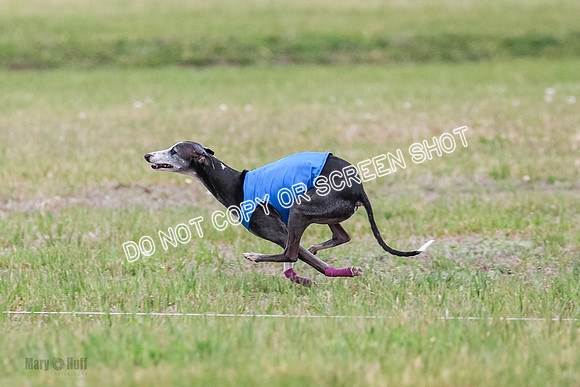 Final Vet 1 Seven Della Winnie-8637