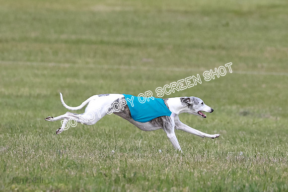 Prelim Vet 1 Honor Winnie Della-6978