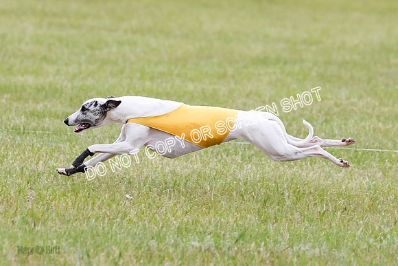 Final Fch 4  Hazel Vera Ren-8531
