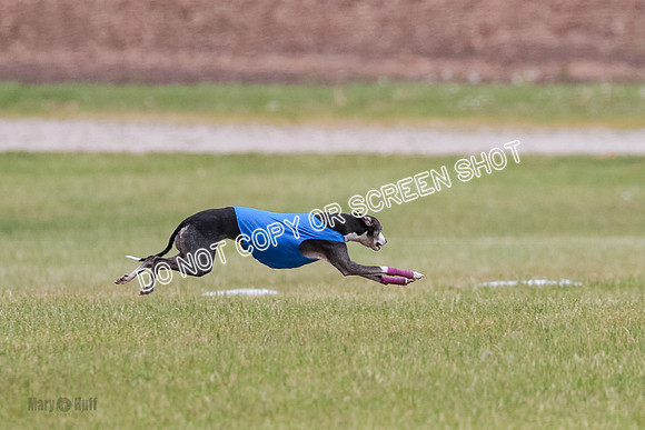 Final Vet 1 Seven Della Winnie-8621