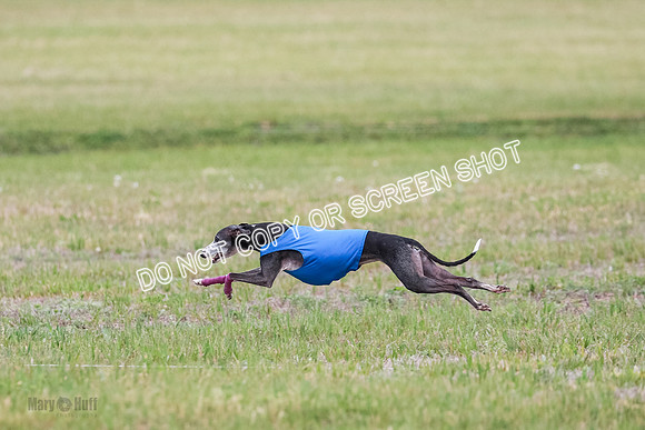 Final Vet 1 Seven Della Winnie-8635