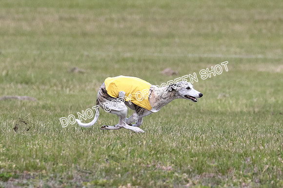 Prelim Vet 1 Honor Winnie Della-6982