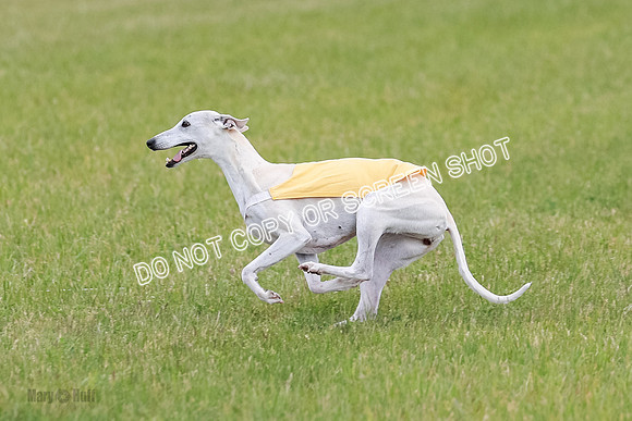Final Vet 1 Seven Della Winnie-8631