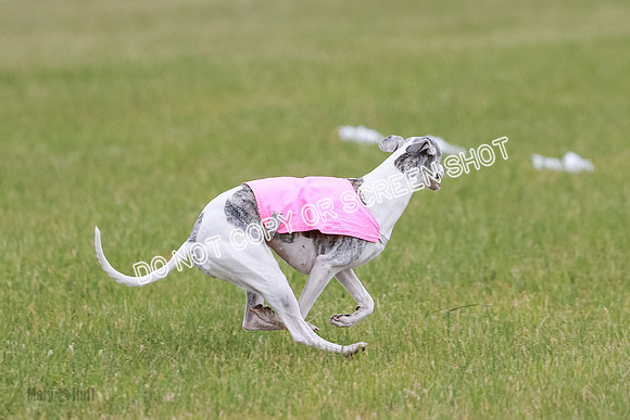 Final Vet 1 Seven Della Winnie-8625