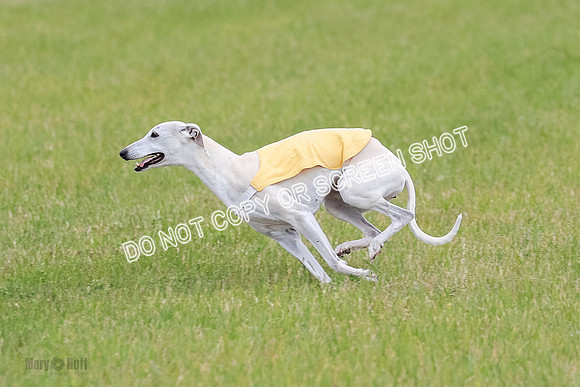 Final Vet 1 Seven Della Winnie-8630