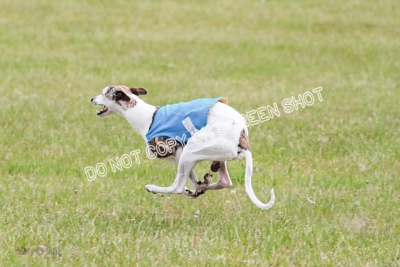 Final Fch 5 Raya Bug Riggs-8607