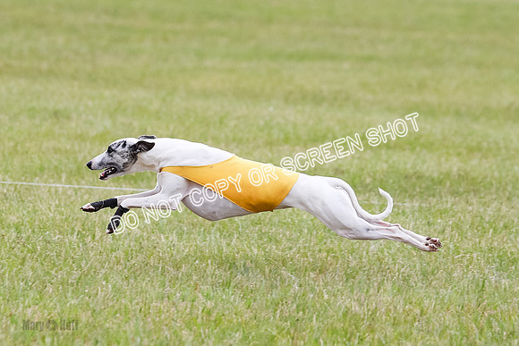 Final Fch 4  Hazel Vera Ren-8535