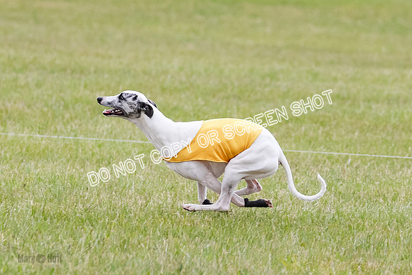 Final Fch 4  Hazel Vera Ren-8537