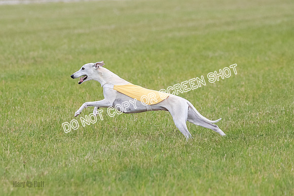 Final Vet 1 Seven Della Winnie-8632