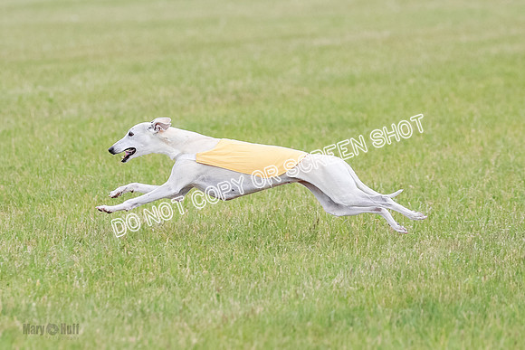 Final Vet 1 Seven Della Winnie-8633