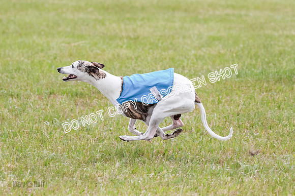 Final Fch 5 Raya Bug Riggs-8604