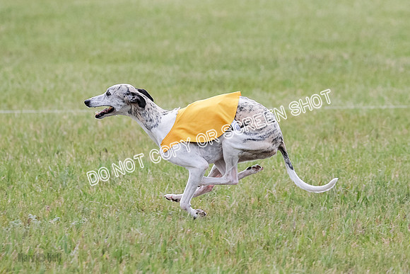 Final Vet 2 Honor Rue-8737
