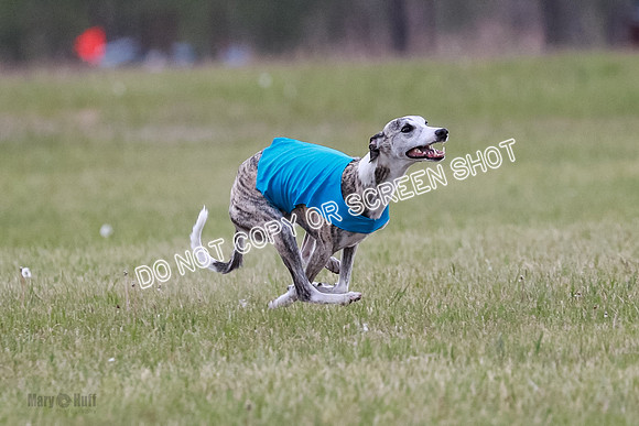 NBQ Runnoff-0105