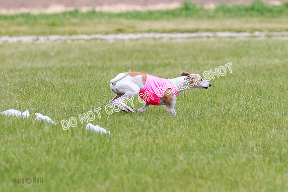 Final Fch 5 Raya Bug Riggs-8554