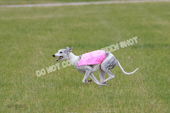 Final Vet 1 Seven Della Winnie-8629