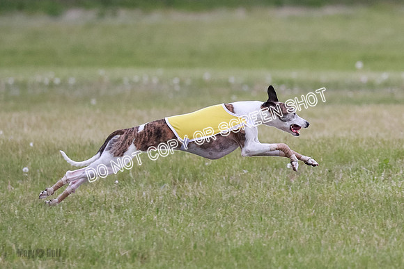 NBQ Runnoff-0098