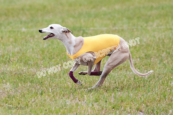 Final Fch 5 Raya Bug Riggs-8596