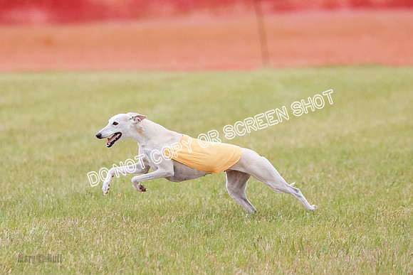 Final Vet 1 Seven Della Winnie-8639
