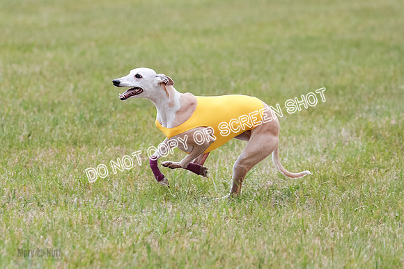Final Fch 5 Raya Bug Riggs-8587