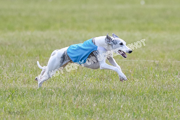 Prelim Vet 1 Honor Winnie Della-6949