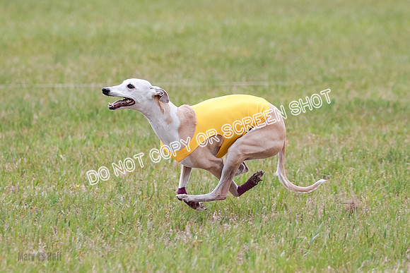 Final Fch 5 Raya Bug Riggs-8591