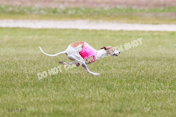 Final Fch 5 Raya Bug Riggs-8547