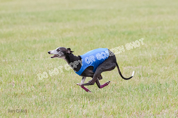 Final Vet 1 Seven Della Winnie-8649