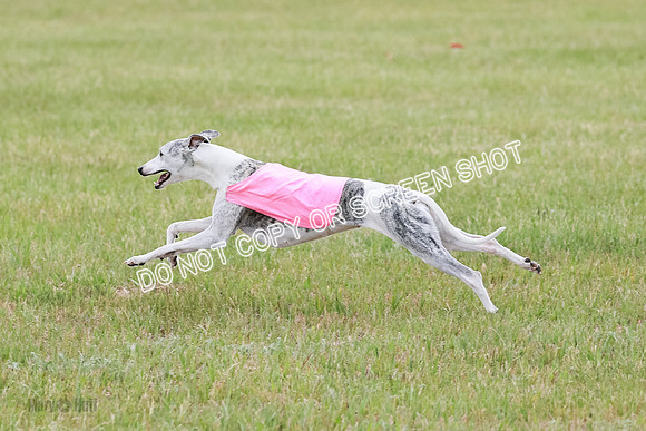 Final Vet 1 Seven Della Winnie-8658