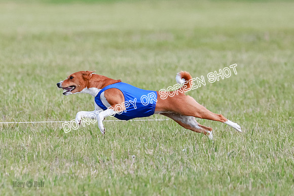 B Prelim Fch 1 Henna, Chilly, Pattie-7043