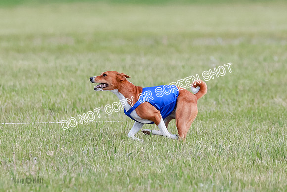 B Prelim Fch 1 Henna, Chilly, Pattie-7042