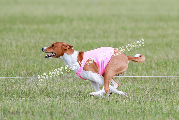 B Prelim Fch 1 Henna, Chilly, Pattie-7052