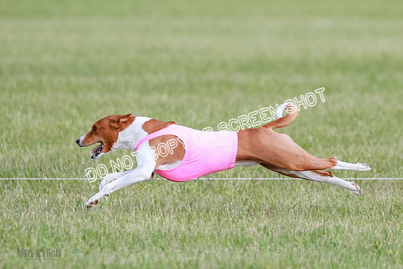 B Prelim Fch 1 Henna, Chilly, Pattie-7054