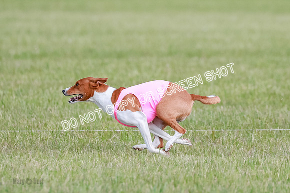 B Prelim Fch 1 Henna, Chilly, Pattie-7056