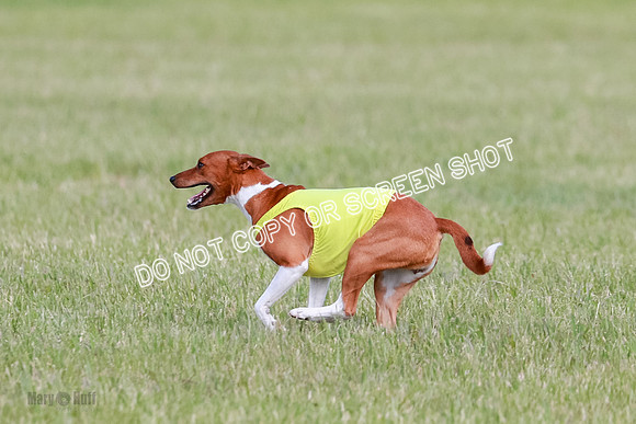 B Prelim Fch 1 Henna, Chilly, Pattie-7058