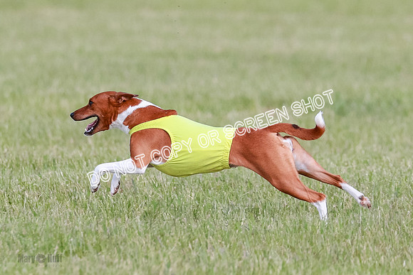 B Prelim Fch 1 Henna, Chillie, Pattie-7059