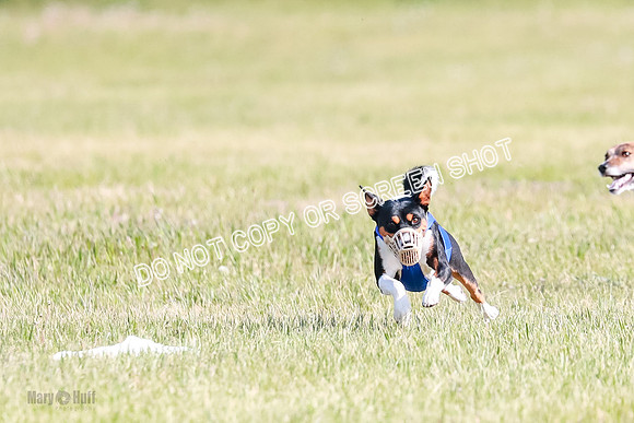 B Prelim Fch 2 Coco Nightwing Brady-7067