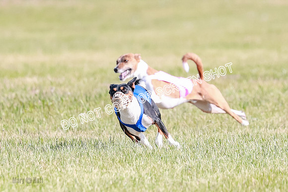 B Prelim Fch 2 Coco Nightwing Brady-7069